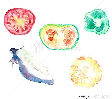 夏野菜の断面図の水彩画のイラスト素材