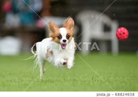 ドッグランで遊ぶパピヨン 68824638