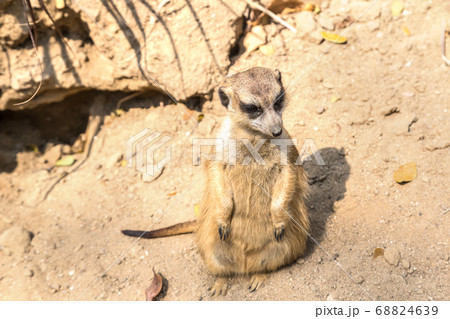 Cute close up surikat 68824639