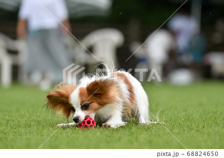 ドッグランで遊ぶパピヨン 68824650