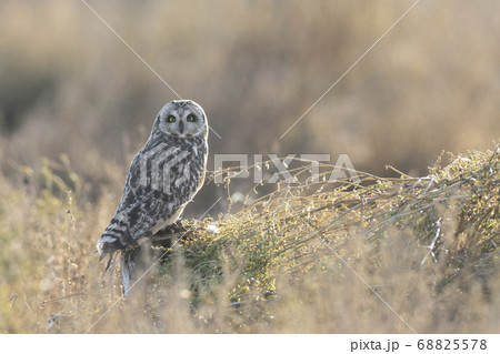 Short eared owl Short eared owl 68825578