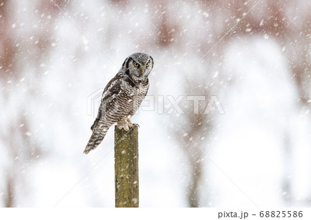 Northern Hawk owl 68825586
