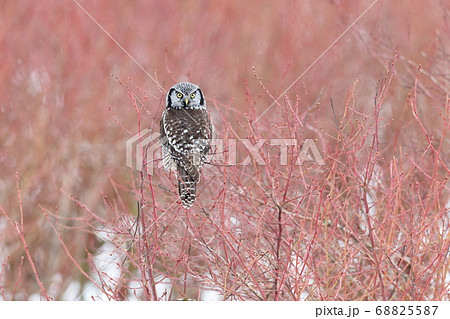 Northern Hawk owl 68825587