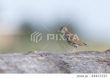 spotted sandpiper bird 68825597