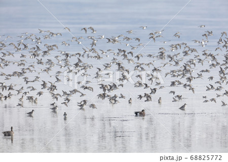 flock of flying dunlin 68825772