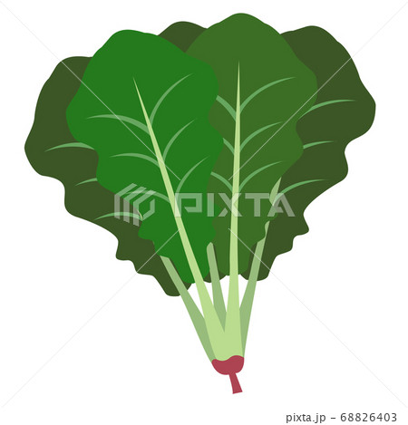 ほうれん草のイラスト素材