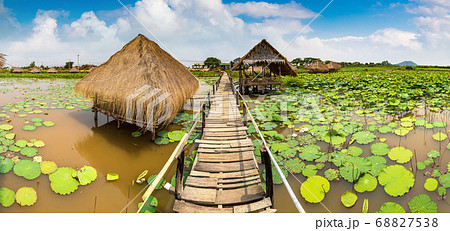 Lotus farm in Cambodia 68827538