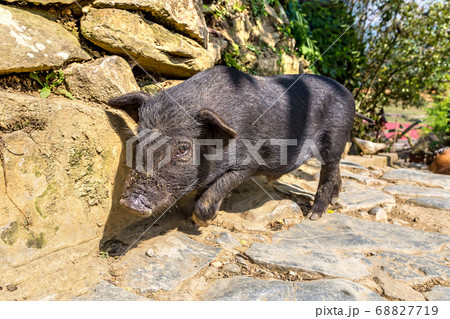 Black pig in Sapa, Vietnam Black pig in Sapa, Vietnam 68827719