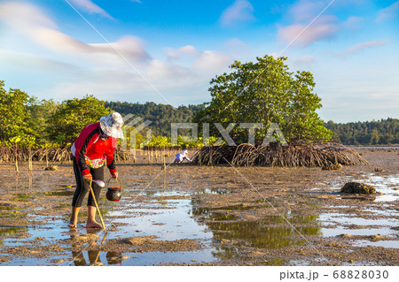 Woman clams harvested on Phangan Woman clams harvested on Phangan 68828030