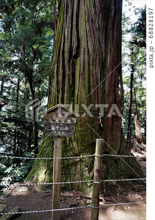 栃木と茨城の県境『鷲子山上神社』~とちぎ名木百選に選ばれた見事な【千年杉】 栃木と茨城の県境『鷲子山上神社』~とちぎ名木百選に選ばれた見事な【千年杉】 68828197