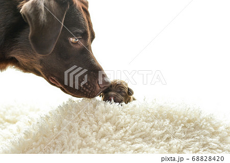 生まれたばかりのラブラドールレトリバーの赤ちゃんの写真素材 64