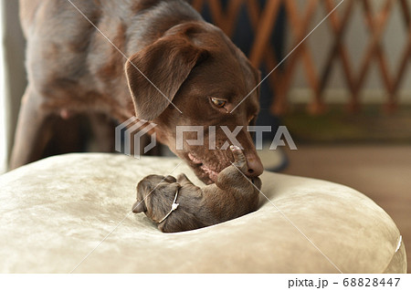 生まれたばかりのラブラドールレトリバーの赤ちゃんの写真素材 6447