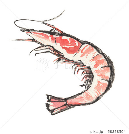 筆で手描きした海老のイラストのイラスト素材 [68828504] - PIXTA