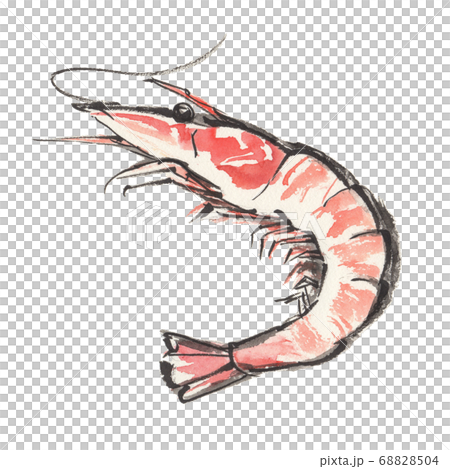 筆で手描きした海老のイラストのイラスト素材 [68828504] - PIXTA