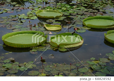 オニバス 68828592