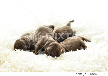 生まれたばかりのラブラドールレトリバーの赤ちゃん	 68828807