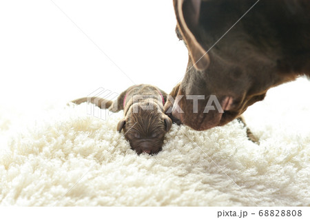 生まれたばかりのラブラドールレトリバーの赤ちゃん	 68828808