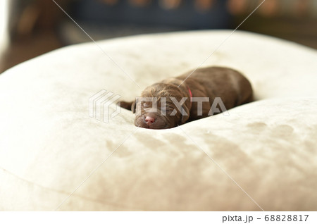 生まれたばかりのラブラドールレトリバーの赤ちゃん	 68828817