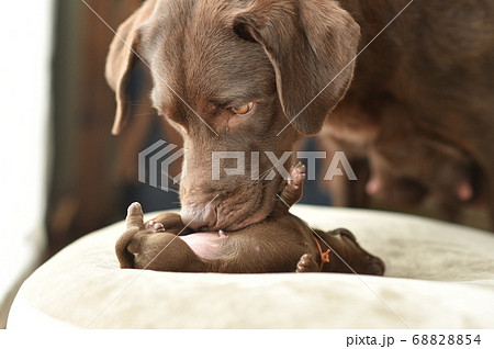 生まれたばかりのラブラドールレトリバーの赤ちゃん の写真素材 6854
