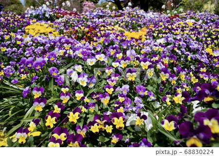 スミレの春 68830224