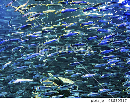 マイワシの群泳 68830517