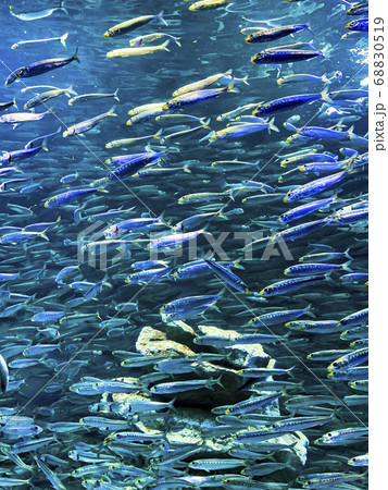 マイワシの群泳 マイワシの群泳 68830519