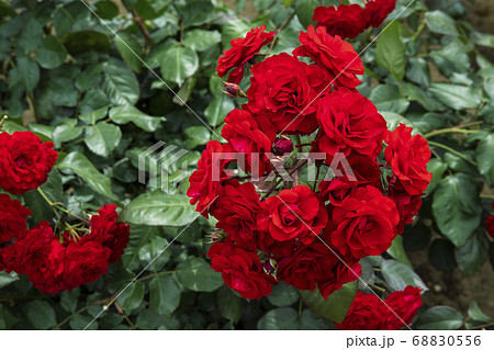 バラ　ユーロピアーナ 68830556