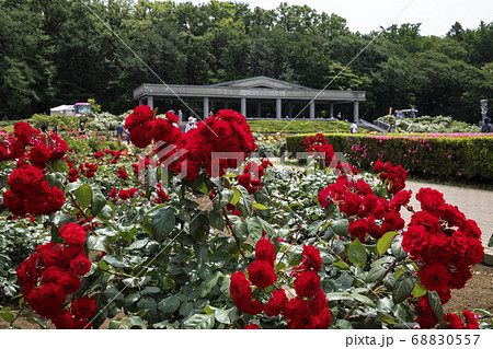 バラ　ユーロピアーナ 68830557