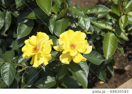 バラ フリージア バラ フリージア 68830583