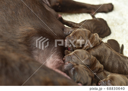 授乳をするラブラドールレトリバーの親子 68830640