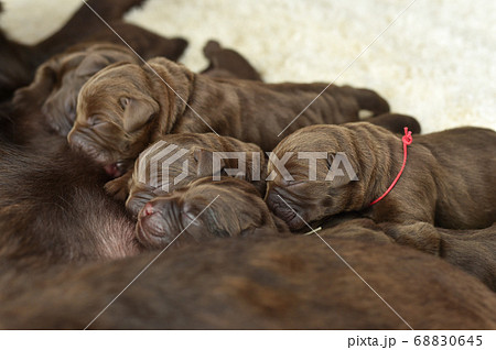 授乳をするラブラドールレトリバーの親子の写真素材 [68830645] - PIXTA