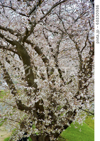 桜の季節 68830986