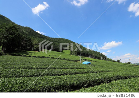 宇治茶の里　和束町 68831486