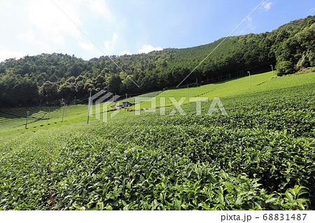 宇治茶の里 和束町 宇治茶の里 和束町 68831487