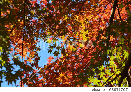 紅葉･黄葉･緑葉（犬山城／愛知県犬山市） 68831707