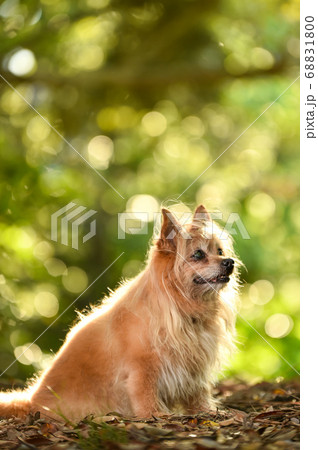 自然の中でおすましするミックス犬 自然の中でおすましするミックス犬 68831800