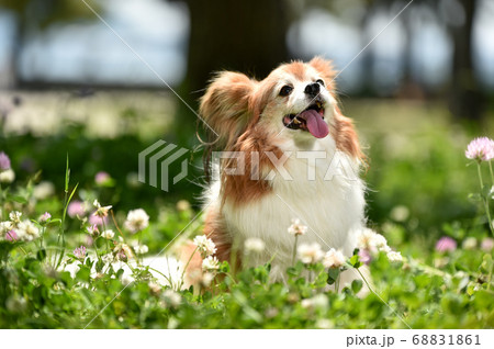 自然の中でおすましするミックス犬 自然の中でおすましするミックス犬 68831861