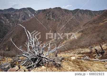 足尾　太平山南西三沢左岸尾根中腹から見る煙害による枯れ木と三沢上流と渡良瀬川源流の山々 68832923