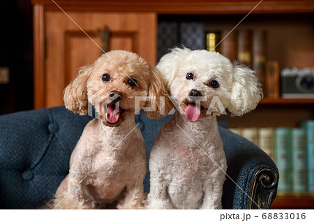 レトロ背景でおすましするトイプードル レトロ背景でおすましするトイプードル 68833016