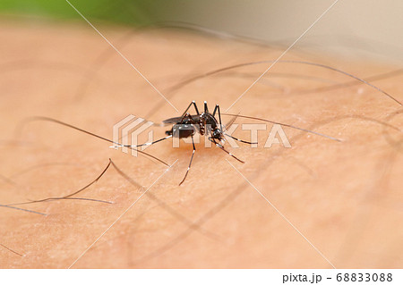 Aedes albopictus mosquito 68833088