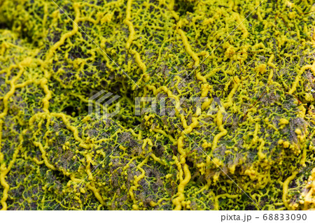 Yellow slime mold 68833090