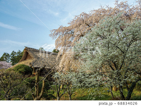 桜 68834026