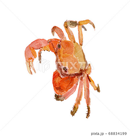 ベンケイガニの水彩画のイラスト素材