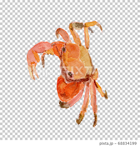 Bengal crab watercolor 68834199