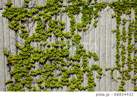 Ivy and Concrete Wall 68834432