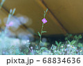滑り台の下に咲く一輪の花 68834636