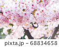 綺麗なピンクの桜 68834658