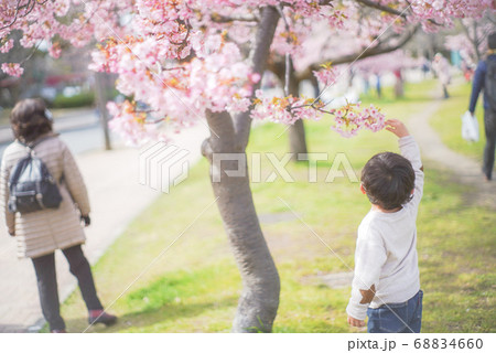 桜に触れる子供 68834660