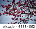 枝に咲く花 68834662