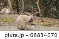 顔をかく兎 68834670